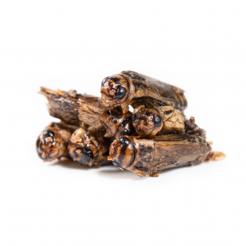 Candy Ant Snack - 20g